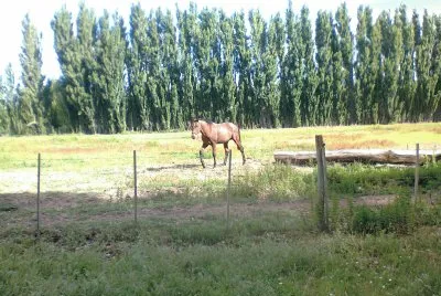 Caballo solitario