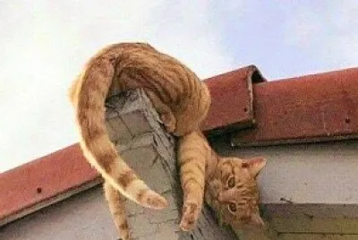 gato jigsaw puzzle