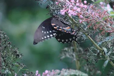 Black Swallowtail