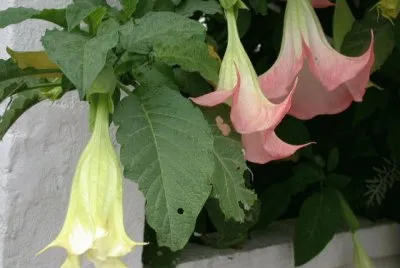 Datura sanguinea jigsaw puzzle
