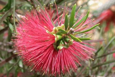 Callistemon rigidus jigsaw puzzle