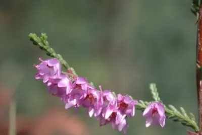 Calluna vulgaris. carrasca. Galiza jigsaw puzzle