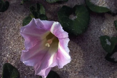 Callystegia soldanella. Galiza.