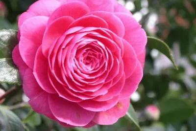 Camellia japonica. Galiza jigsaw puzzle