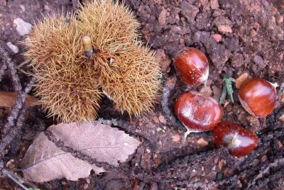 Castanea sativa. Caurel. Galiza jigsaw puzzle