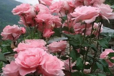 FLOR