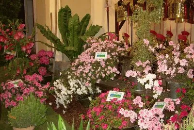 Temps de flors