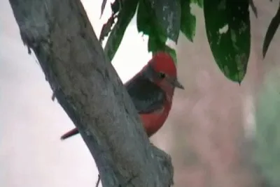 Turtupilin, ave de Oquendo - Callao - PerÃº.