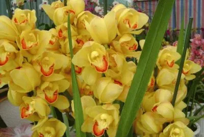 flor