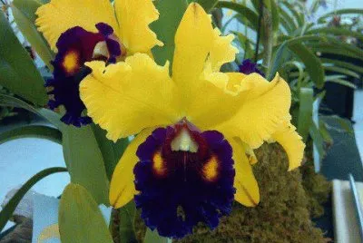 flor