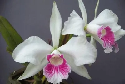 flor