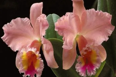 flor