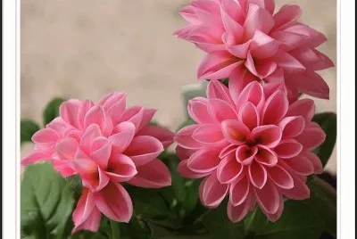 flores