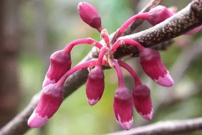 cercis siliquastrum. BotÃ£o floral jigsaw puzzle