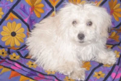 Cachorro microtoy