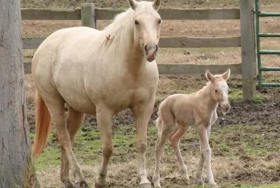 Mom and Newborn jigsaw puzzle