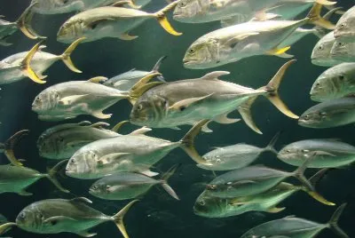 Fish jigsaw puzzle