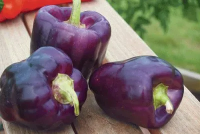 Purple Star Peppers