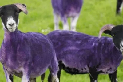 Purple Sheep