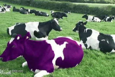 Purple Cow