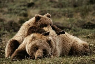 Yellowstone Grizzly Bears