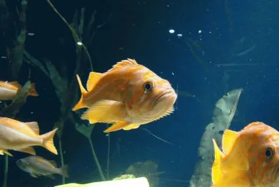 Fish