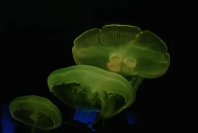 Glowing