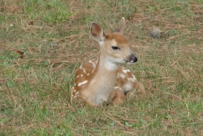 פאזל של A Fawn