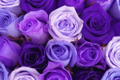 Shades of Purple Roses