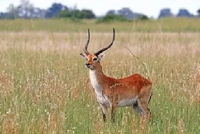 Nature