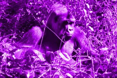 Purple Gorilla