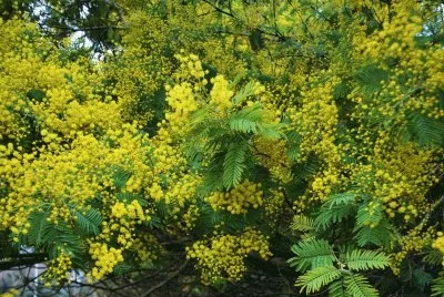Mimosa