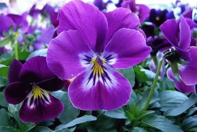 flores