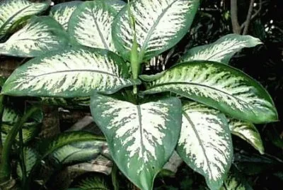 PLANTA jigsaw puzzle