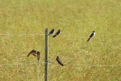 Birds on a Wire
