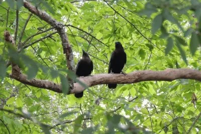 Pair of Crows