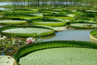 CAMALOTES jigsaw puzzle