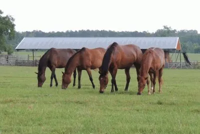 Four in a Row