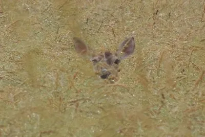 פאזל של Hiding in the Grass