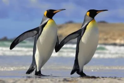 PINGUINOS jigsaw puzzle