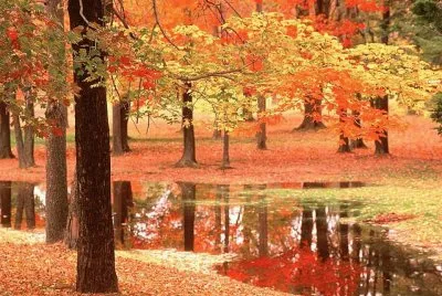 ROJOS (10)