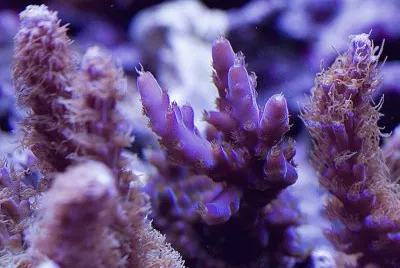 Tyree Purple Monster Coral