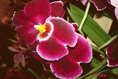 OrquÃ­dea maravilha