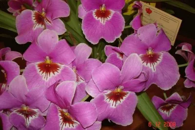 Orchid bunch