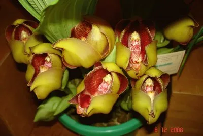 Yellow orchids