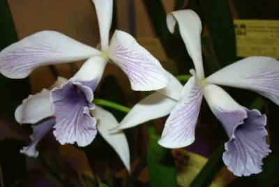 OrquÃ­dea roxa pÃ¡lida