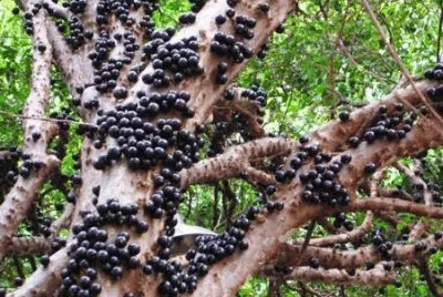 Jabuticabas