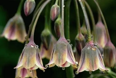 Alliums jigsaw puzzle