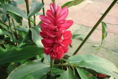 Red flower
