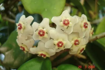 Flor de cera